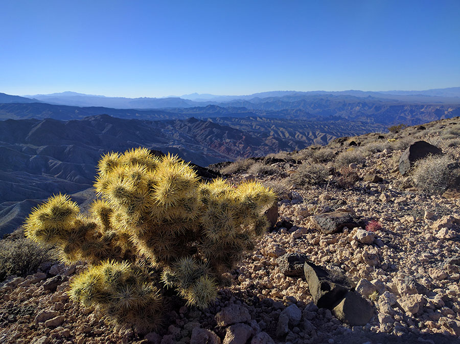 Fortification Hill Cholla Cactus
