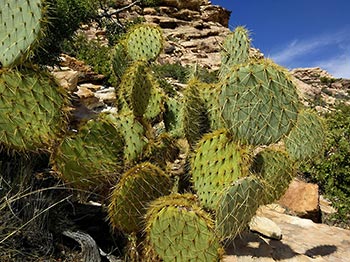 Monument Peak Cactus